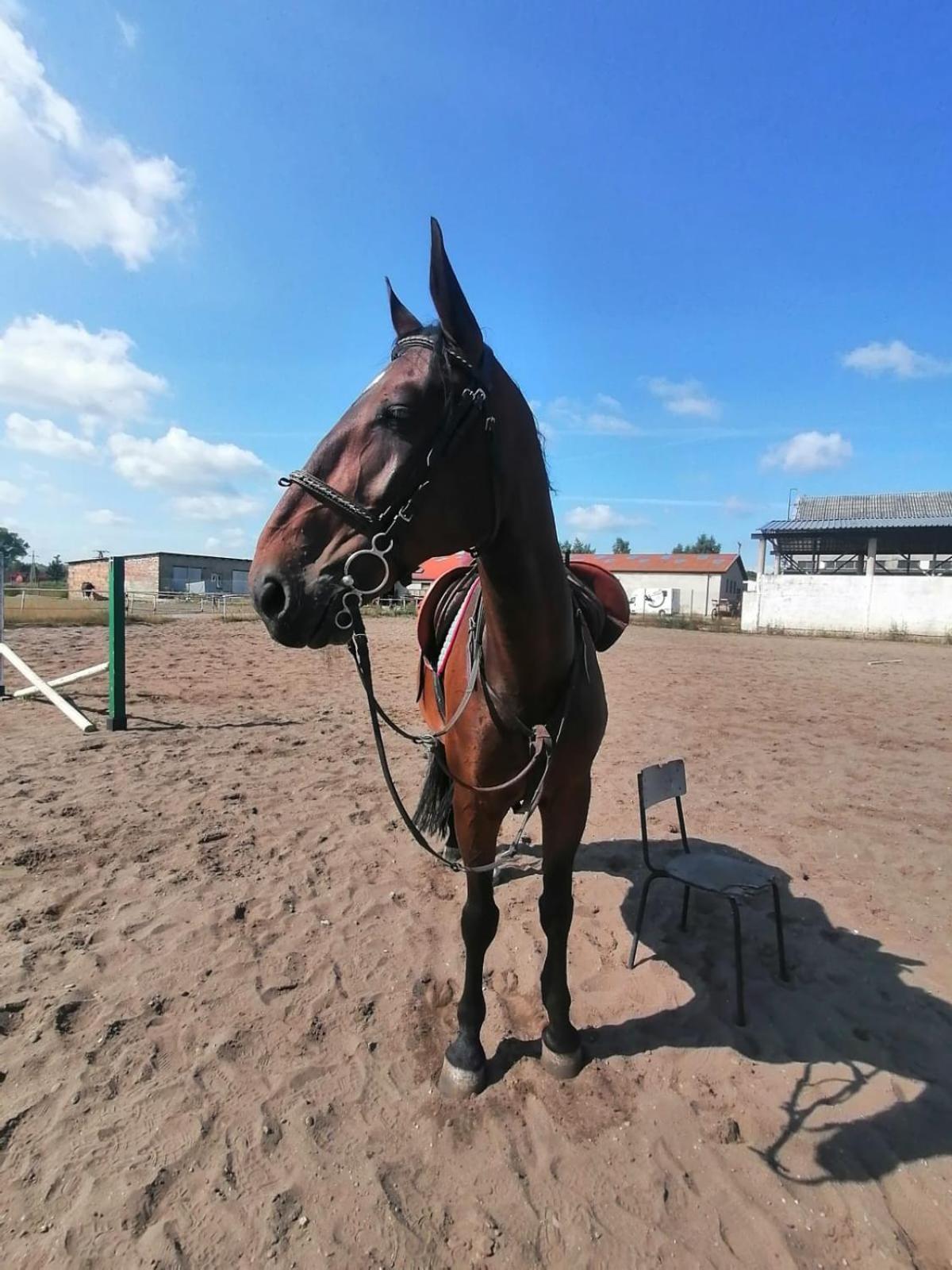 Noclegi Przy Stajni Senny - Horse Riding Łeba Esterno foto